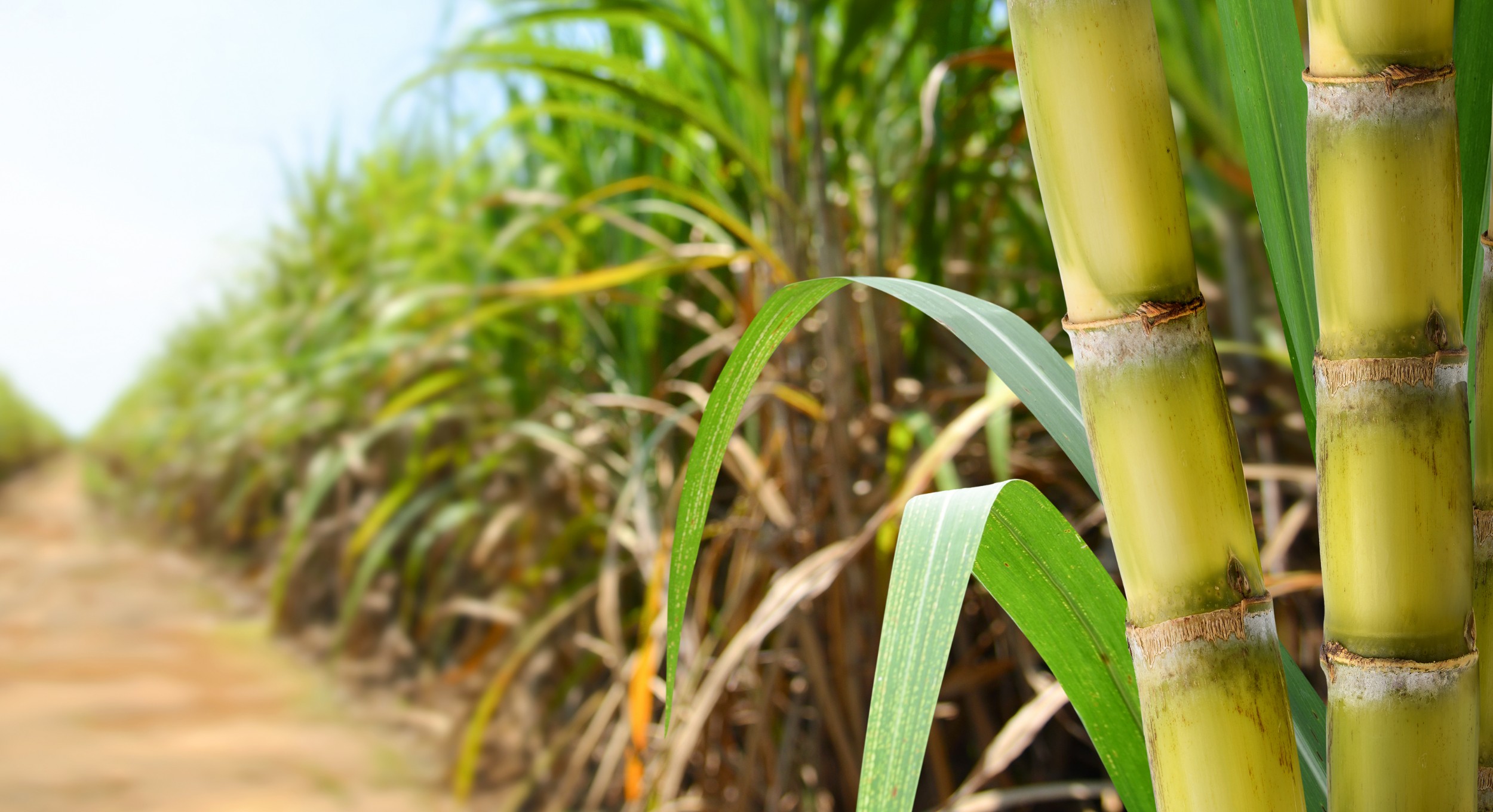 Açúcar de Origem 100% Sustentável